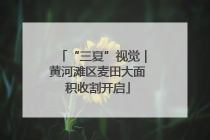“三夏”视觉｜黄河滩区麦田大面积收割开启