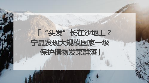 “头发”长在沙地上？宁夏发现大规模国家一级保护植物发菜群落