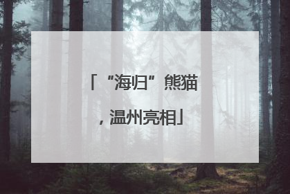 “海归”熊猫，温州亮相