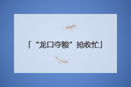 “龙口夺粮”抢收忙