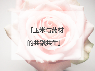 玉米与药材的共融共生