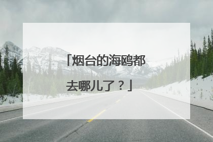 烟台的海鸥都去哪儿了？
