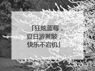 狂炫蓝莓，夏日游黄陂，快乐不宕机