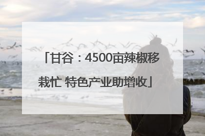 甘谷：4500亩辣椒移栽忙 特色产业助增收