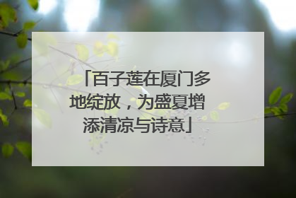 百子莲在厦门多地绽放，为盛夏增添清凉与诗意