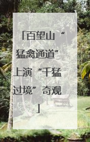 百望山“猛禽通道”上演“千猛过境”奇观