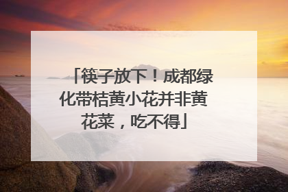 筷子放下！成都绿化带桔黄小花并非黄花菜，吃不得