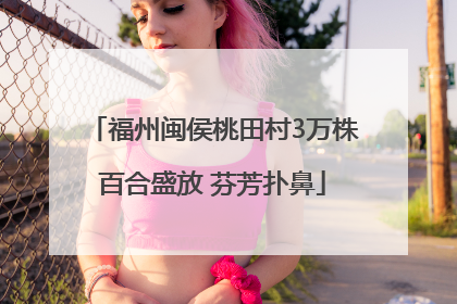 福州闽侯桃田村3万株百合盛放 芬芳扑鼻