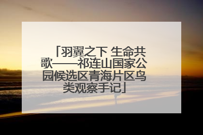 羽翼之下 生命共歌——祁连山国家公园候选区青海片区鸟类观察手记