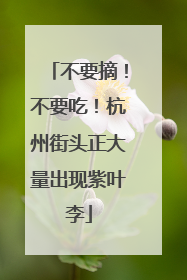 不要摘！不要吃！杭州街头正大量出现紫叶李