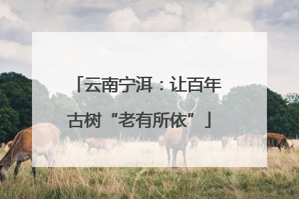 云南宁洱：让百年古树“老有所依”
