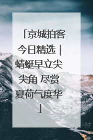 京城拍客今日精选｜蜻蜓早立尖尖角 尽赏夏荷气度华