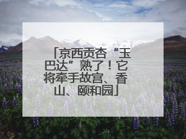 京西贡杏“玉巴达”熟了！它将牵手故宫、香山、颐和园