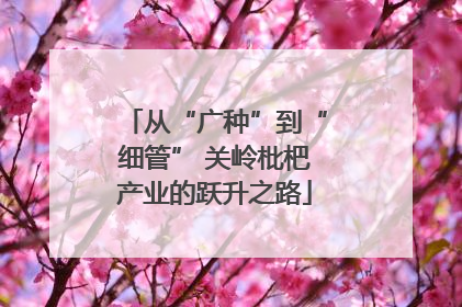 从“广种”到“细管” 关岭枇杷产业的跃升之路