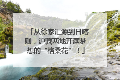 从徐家汇源到日喀则，沪藏两地开满梦想的“格桑花”！