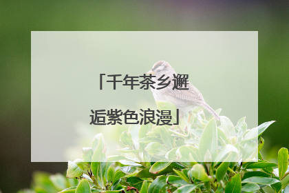 千年茶乡邂逅紫色浪漫