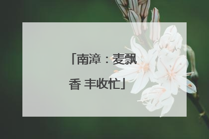 南漳：麦飘香 丰收忙