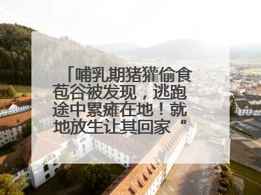哺乳期猪獾偷食苞谷被发现，逃跑途中累瘫在地！就地放生让其回家“奶孩子”