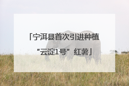 宁洱县首次引进种植“云淀1号”红薯