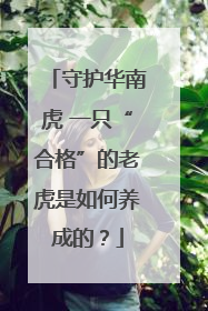 守护华南虎 一只“合格”的老虎是如何养成的？