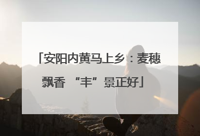 安阳内黄马上乡：麦穗飘香 “丰”景正好