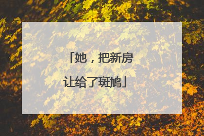 她，把新房让给了斑鸠
