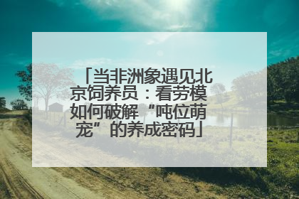 当非洲象遇见北京饲养员：看劳模如何破解“吨位萌宠”的养成密码