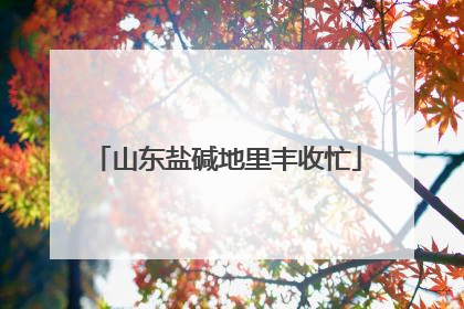 山东盐碱地里丰收忙