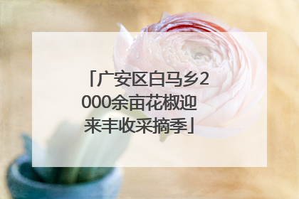 广安区白马乡2000余亩花椒迎来丰收采摘季