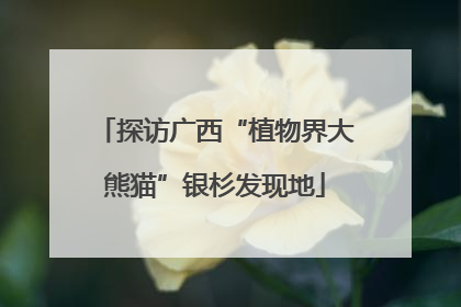 探访广西“植物界大熊猫”银杉发现地