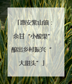 惠安紫山镇：余甘“小酸果”酿出乡村振兴“大甜头”