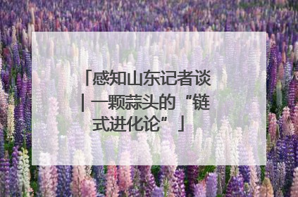 感知山东记者谈｜一颗蒜头的“链式进化论”