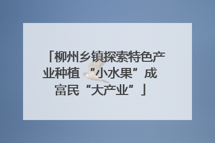 柳州乡镇探索特色产业种植 “小水果”成富民“大产业”
