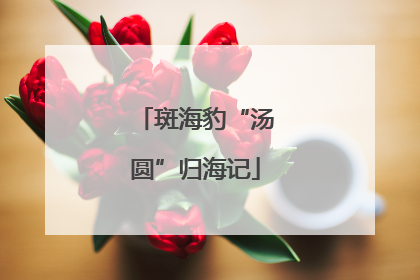 斑海豹“汤圆”归海记