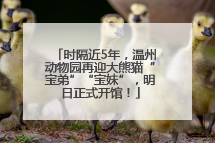 时隔近5年，温州动物园再迎大熊猫“宝弟”“宝妹”，明日正式开馆！
