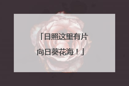 日照这里有片向日葵花海！
