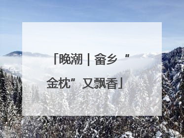 晚潮｜畲乡“金枕”又飘香