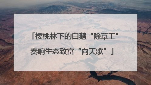 樱桃林下的白鹅“除草工” 奏响生态致富“向天歌”