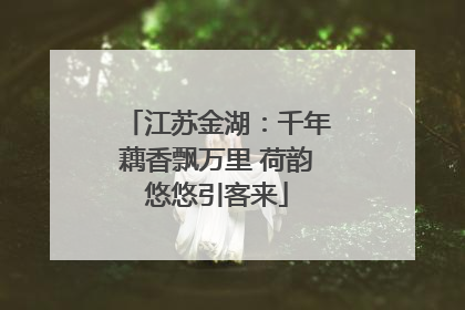 江苏金湖：千年藕香飘万里 荷韵悠悠引客来