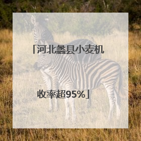河北蠡县小麦机收率超95%