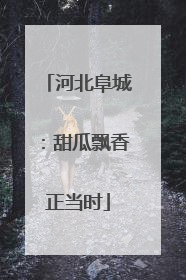 河北阜城：甜瓜飘香正当时