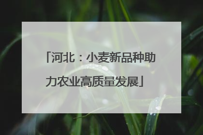 河北：小麦新品种助力农业高质量发展
