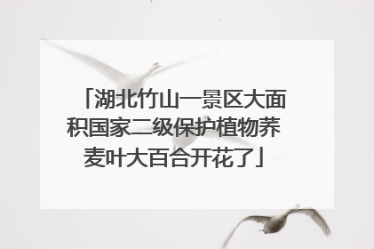 湖北竹山一景区大面积国家二级保护植物荞麦叶大百合开花了