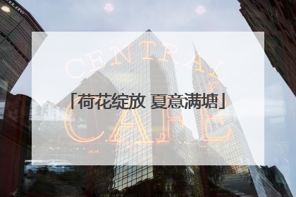荷花绽放 夏意满塘