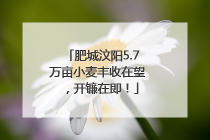 肥城汶阳5.7万亩小麦丰收在望，开镰在即！