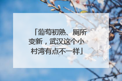 葡萄初熟、厕所变新，武汉这个小村湾有点不一样