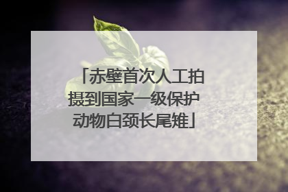 赤壁首次人工拍摄到国家一级保护动物白颈长尾雉