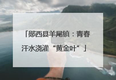 郧西县羊尾镇：青春汗水浇灌“黄金叶”