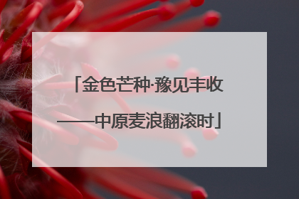 金色芒种·豫见丰收——中原麦浪翻滚时