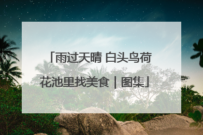 雨过天晴 白头鸟荷花池里找美食｜图集